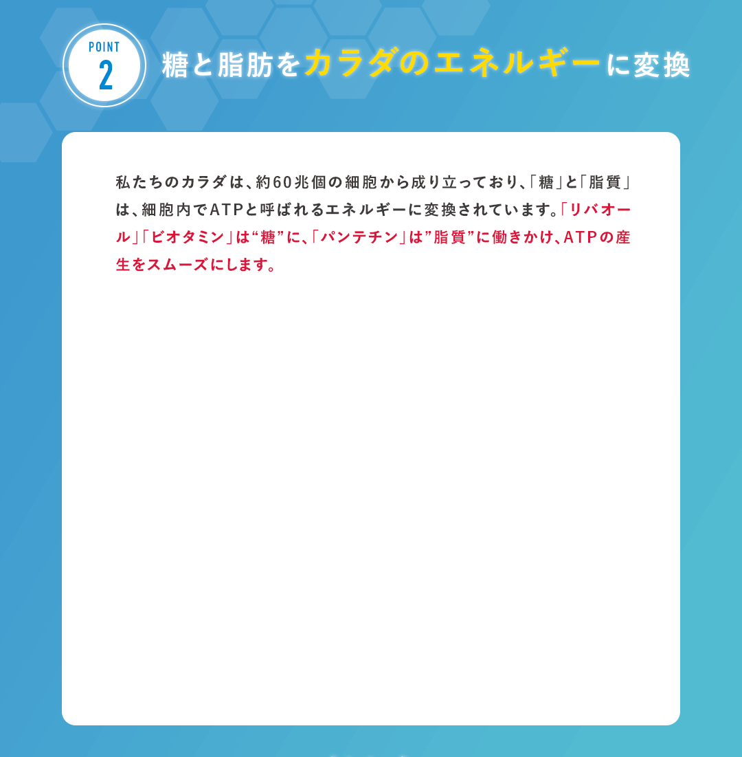 POINT2 私たちのカラダは、約60兆個の細胞から成り立っており、「糖」と「脂質」は、細胞内でATPと呼ばれるエネルギーに変換されています。「リバオール」「ビオタミン」は“糖”に、「パンテチン」は”脂質”に働きかけ、ATPの産生をスムーズにします。