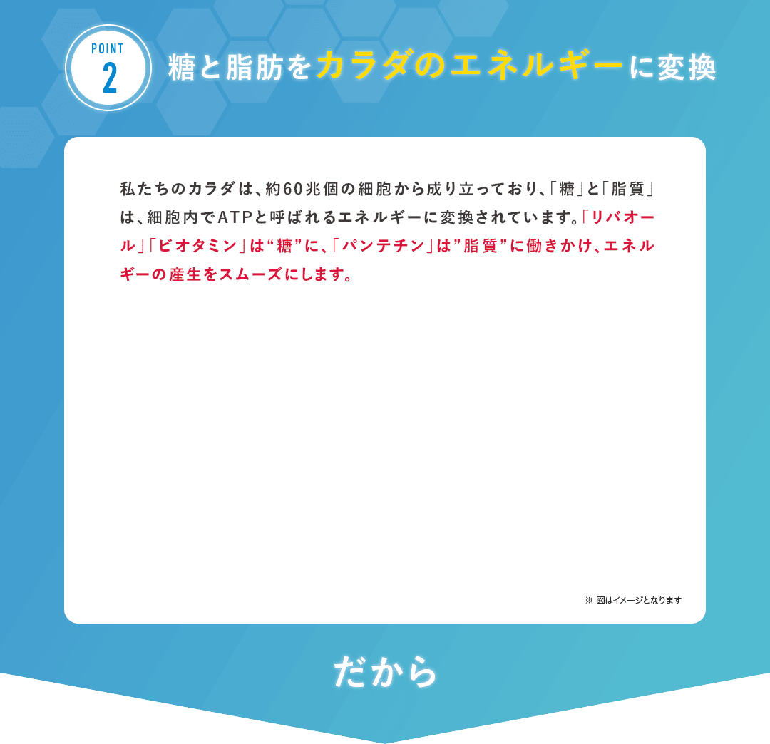 POINT2 私たちのカラダは、約60兆個の細胞から成り立っており、「糖」と「脂質」は、細胞内でATPと呼ばれるエネルギーに変換されています。「リバオール」「ビオタミン」は“糖”に、「パンテチン」は”脂質”に働きかけ、エネルギーの産生をスムーズにします。※図はイメージとなります