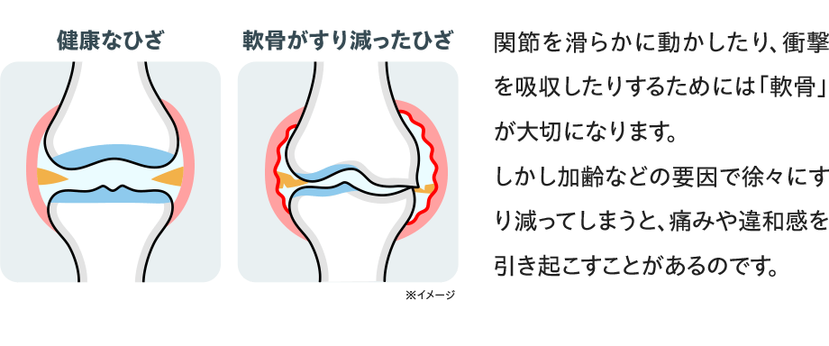 関節を滑らかに動かしたり、衝撃を吸収したりするためには「軟骨」が大切になります。しかし加齢などの要因で徐々にすり減ってしまうと、痛みや違和感を引き起こすことがあるのです。【比較図(※イメージ)】健康なひざ/軟骨がすり減ったひざ