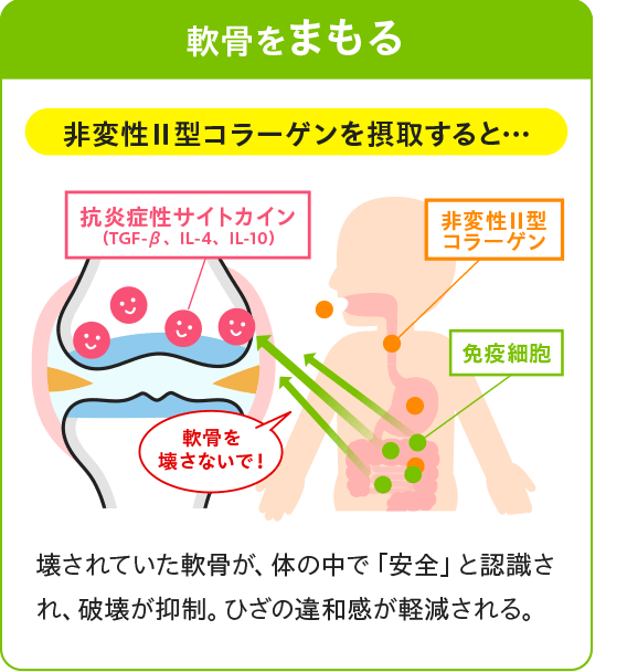 UC-Ⅱ®（ユーシーツー）を摂取すると…【図：軟骨をまもる】壊されていた軟骨が、体の中で「安全」ｔ認識され、破壊が抑制。ひざの違和感が軽減される。