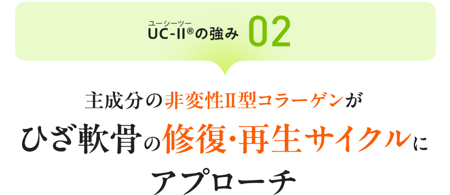UC-Ⅱ®（ユーシーツー）の強み02：主成分の非変性Ⅱ型コラーゲンが ひざ軟骨の修復・再生サイクルにアプローチ