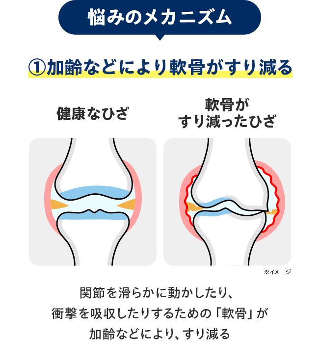 悩みのメカニズム：①加齢などにより軟骨がすり減る／関節を滑らかに動かしたり、衝撃を吸収したりするための「軟骨」が 加齢などにより、すり減る