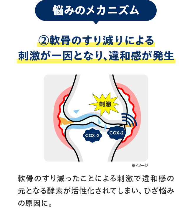 悩みのメカニズム：②軟骨のすり減りによる刺激が一因となり、違和感が発生／軟骨のすり減ったことによる刺激で違和感の元となる酵素が活性化されてしまい、ひざ悩みの原因に。
