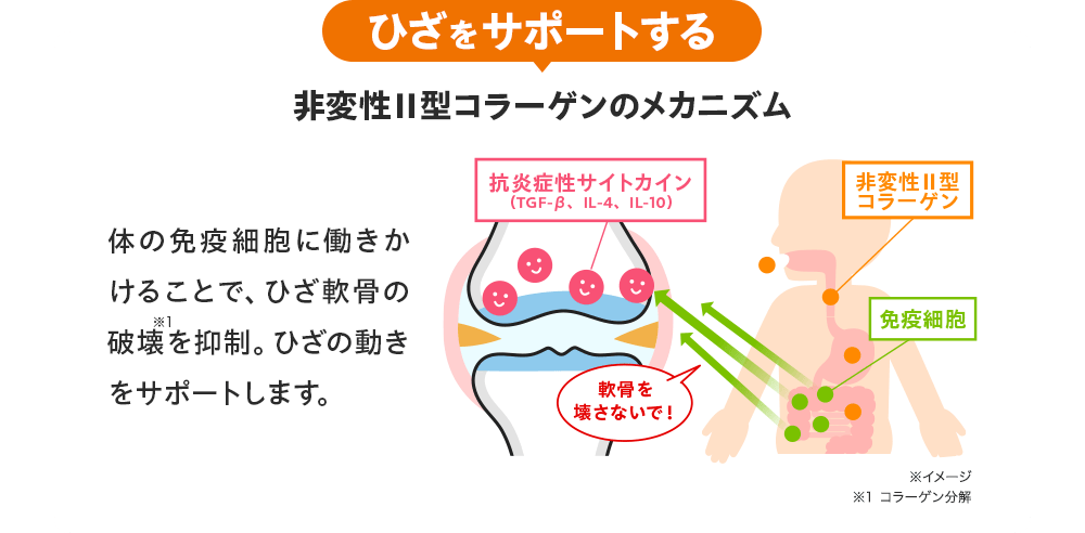 ひざをサポートする 非変性Ⅱ型コラーゲンのメカニズム 体の免疫細胞に働きかけることで、ひざ軟骨の破壊※1を抑制。ひざの動きをサポートします。※1 コラーゲン分解