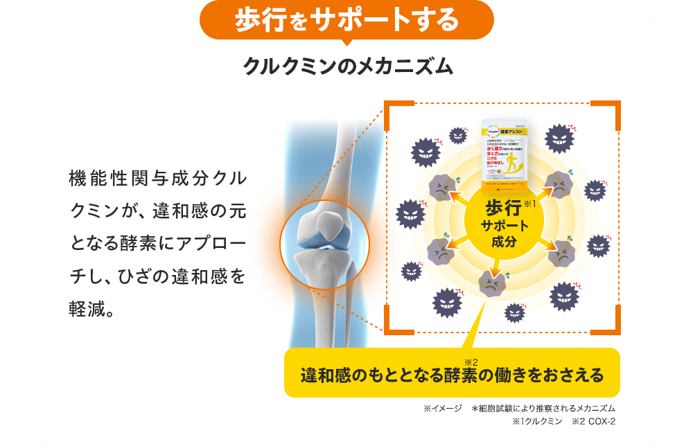 歩行をサポートする クルクミンのメカニズム 機能性関与成分クルクミンが、違和感の元となる酵素にアプローチし、ひざの違和感を軽減。【図：歩行サポート成分※1 → 違和感のもととなる酵素※2の働きをおさえる】 ※イメージ ＊細胞試験により推察されるメカニズム ※1クルクミン ※2 COX-2