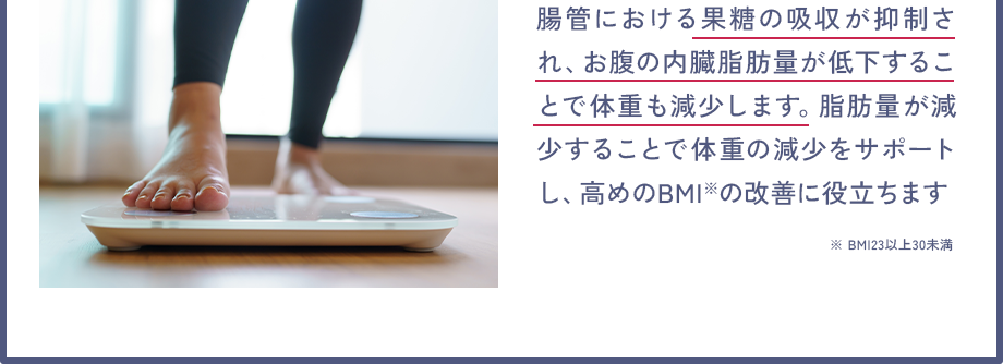 腸管における果糖の吸収が抑制され、お腹の内臓脂肪量が低下することで体重も減少します。脂肪量が減少することで体重の減少をサポートし、高めのBMI※の改善に役立ちます ※ BMI23以上30未満