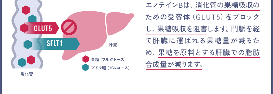 エノテインBは、消化管の果糖吸収のための受容体（GLUT5）をブロックし、果糖吸収を阻害します。門脈を経て肝臓に運ばれる果糖量が減るため、果糖を原料とする肝臓での脂肪合成量が減ります。