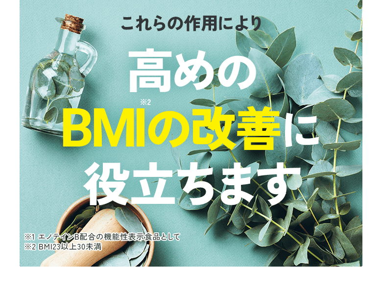 これらの作用により 高めのBMI※2の改善に役立ちます/ ※1 エノテインB配合の機能性表示食品として ※2 BMI23以上30未満