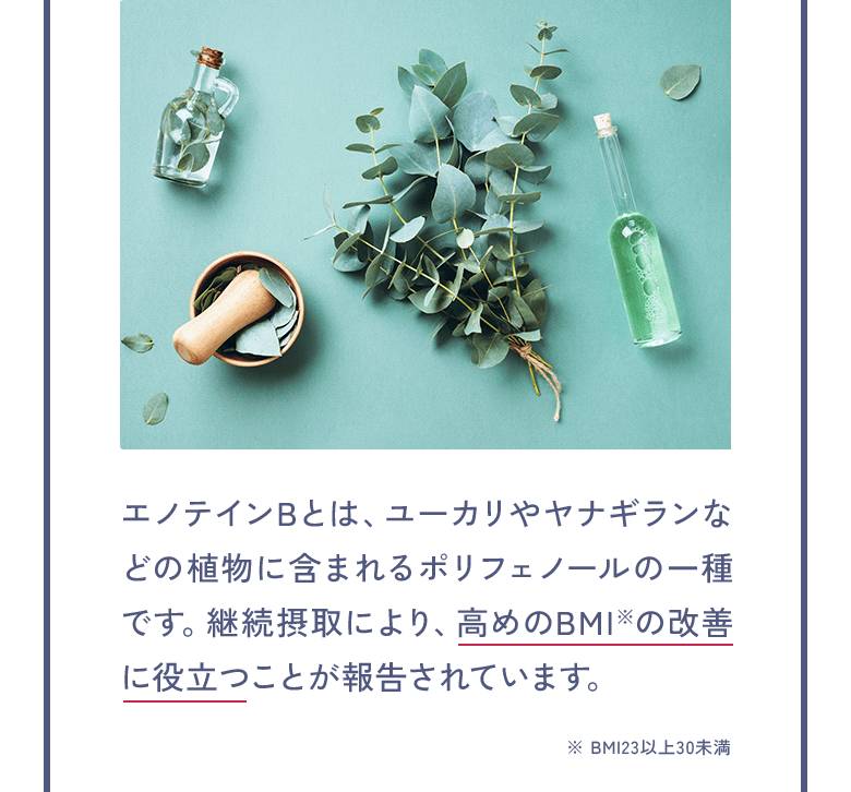 エノテインBとは、ユーカリやヤナギランなどの植物に含まれるポリフェノールの一種です。継続摂取により、高めのBMI※の改善に役立つことが報告されています。 ※ BMI23以上30未満