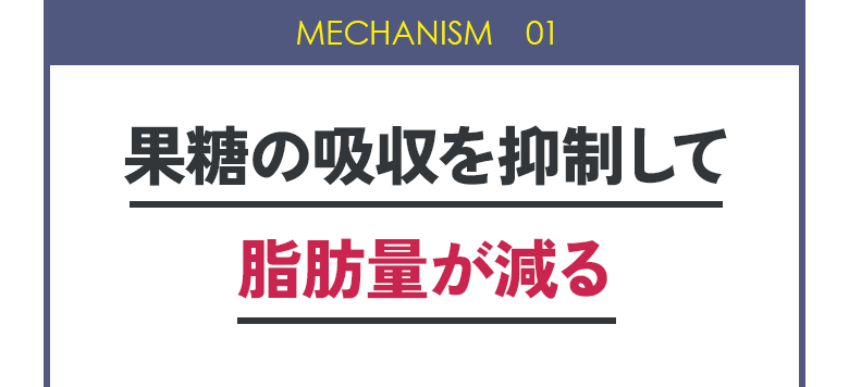 MECHANISM 01:果糖の吸収を抑制して脂肪量が減る