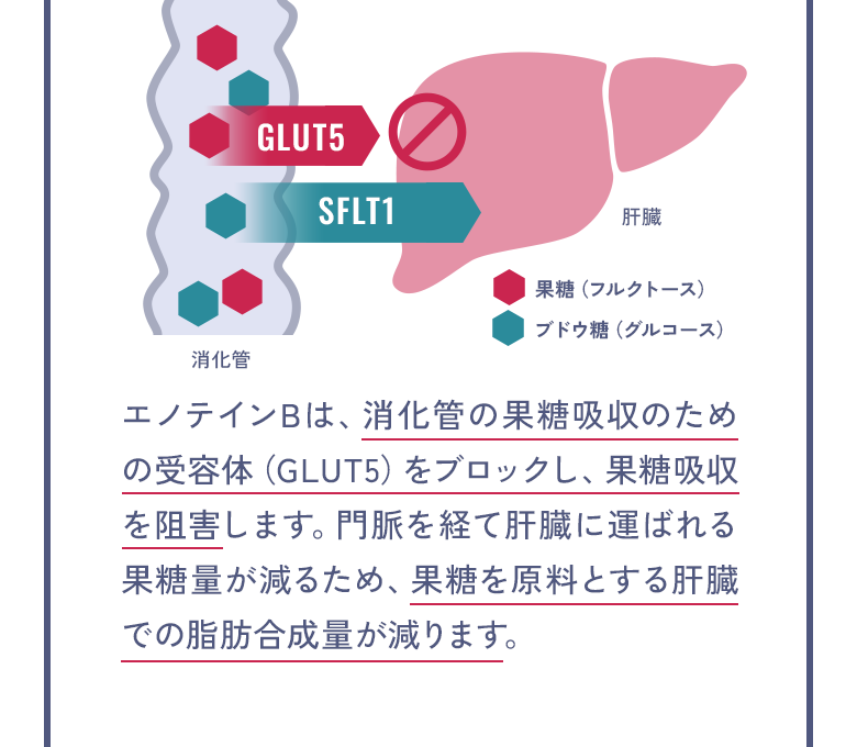 エノテインBは、消化管の果糖吸収のための受容体(GLUT5)をブロックし、果糖吸収を阻害します。門脈を経て肝臓に運ばれる果糖量が減るため、果糖を原料とする肝臓での脂肪合成量が減ります。