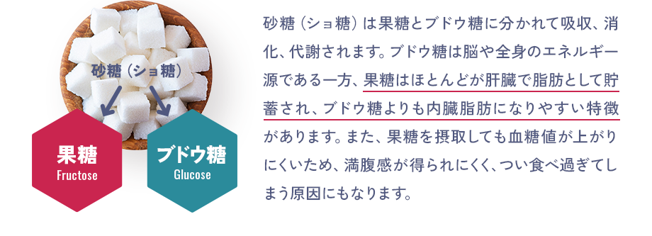 砂糖（ショ糖）は果糖とブドウ糖に分かれて吸収、消化、代謝されます。ブドウ糖は脳や全身のエネルギー源である一方、果糖はほとんどが肝臓で脂肪として貯蓄され、ブドウ糖よりも内臓脂肪になりやすい特徴があります。また、果糖を摂取しても血糖値が上がりにくいため、満腹感が得られにくく、つい食べ過ぎてしまう原因にもなります。