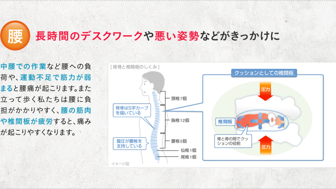 腰 長時間のデスクワークや悪い姿勢などがきっかけに 中腰での作業など腰への負荷や、運動不足で筋力が弱まると腰痛が起こります。また立って歩く私たちは腰に負担がかかりやすく、腰の筋肉や椎間板が疲労すると、痛みが起こりやすくなります。