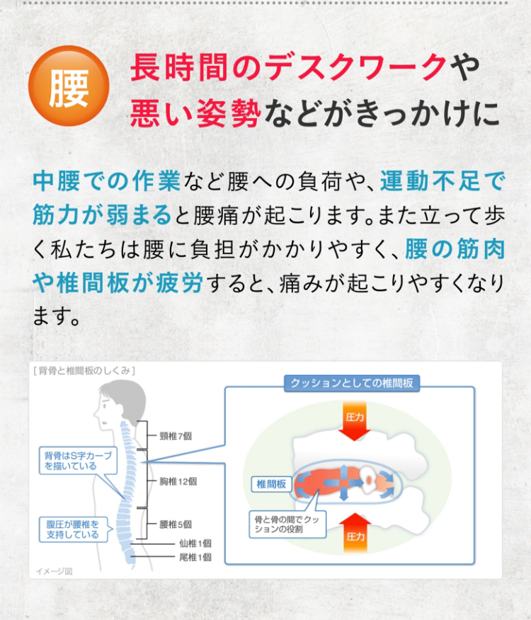 腰 長時間のデスクワークや悪い姿勢などがきっかけに 中腰での作業など腰への負荷や、運動不足で筋力が弱まると腰痛が起こります。また立って歩く私たちは腰に負担がかかりやすく、腰の筋肉や椎間板が疲労すると、痛みが起こりやすくなります。