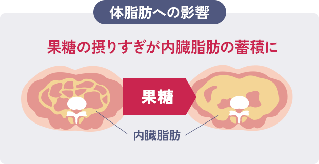 体脂肪への影響 果糖の摂りすぎが内蔵脂肪の蓄積に